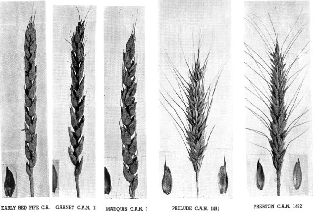 wheat: Wheat Varieties and Their Uses |.